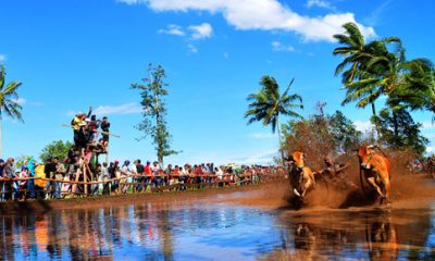 Bupati Tanah Datar Ajak ASN Vote Pacu Jawi Sebagai Atraksi Budaya Terpopuler Indonesia