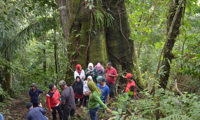 Pohon Besar Usia 250 Tahun, Jadi Icon Wisata Bukit Manampiak