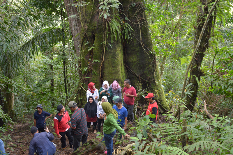 Pohon Besar Usia 250 Tahun, Jadi Icon Wisata Bukit Manampiak