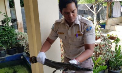 17 ekor ikan berbahaya telah diserahkan ke BKIPM