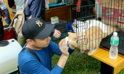 Cat Show 2018, Dari Hobi Hasilkan Uang Jutaan Hingga Puluhan Juta Rupiah