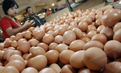 Ini Penyebab Harga Telur Ayam Naik