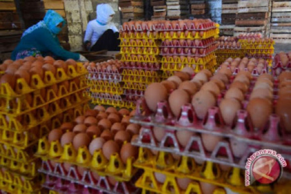 Naiknya harga telur ayam di Padang, ini alasan Disperindag Sumbar