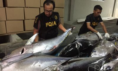 Sebelum diekspor, BKIPM pastikan ikan tuna bebas penyakit berbahaya (Video)
