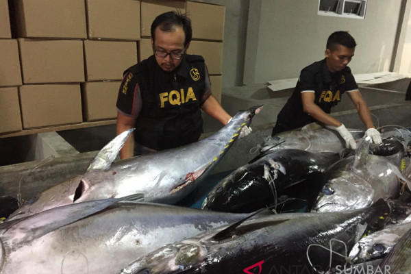 Sebelum diekspor, BKIPM pastikan ikan tuna bebas penyakit berbahaya (Video)