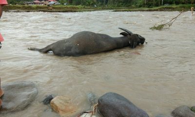 Banjir Bandang Landa Nagari Anduriang Kayu Tanam