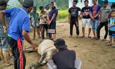 Masyarakat Setara Nanggalo Kecamatan Koto XI Tarusan Semblih 15 Hewan Qurban