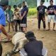 Masyarakat Setara Nanggalo Kecamatan Koto XI Tarusan Semblih 15 Hewan Qurban