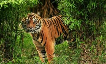 Penampakan Harimau di Lambuang Bukik Pauh Padang Bikin Warga Ketakutan