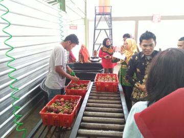 Pemerintah Rekom 10 Eksportir Manggis ke China, 1 Dari Sumatera