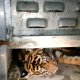 Harimau Yang Ditangkap Dikawasan Karang Putih Indarung Dikirim Ke Panti Rehablitasi Dharmasraya