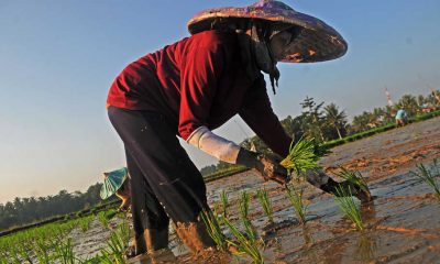 Petani menanam padi di Kampung Ciseke, Lebak, Banten, Kamis (9/5/2019).