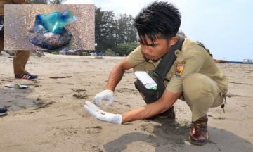 Dinas Pertanian Pangan dan Perikanan Bersihkan Ubur-ubur Bluebotlle di Pantai Pariaman