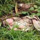 Diduga Dibuang, Bayi Perempuan Ditemukan Warga di Pinggir Jalan di Tanah Datar