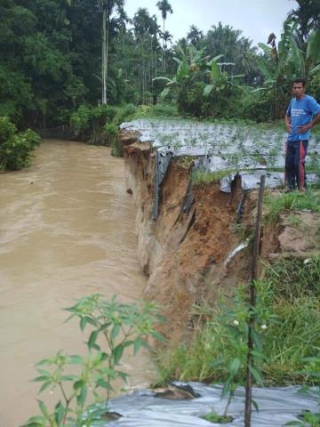 Air Sungai Meluap, Lahan Cabai Hanyut, Limapuluh Kota Waspada Banjir