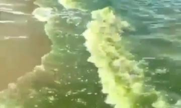 Laut Bungus Padang Tiba-tiba Hijau, Fenomena Apa Ini?