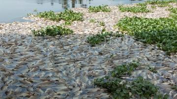Dipicu Angin Kencang, Ratusan Ton Ikan Keramba Mati Diserang Tubo Belerang di Danau Maninjau