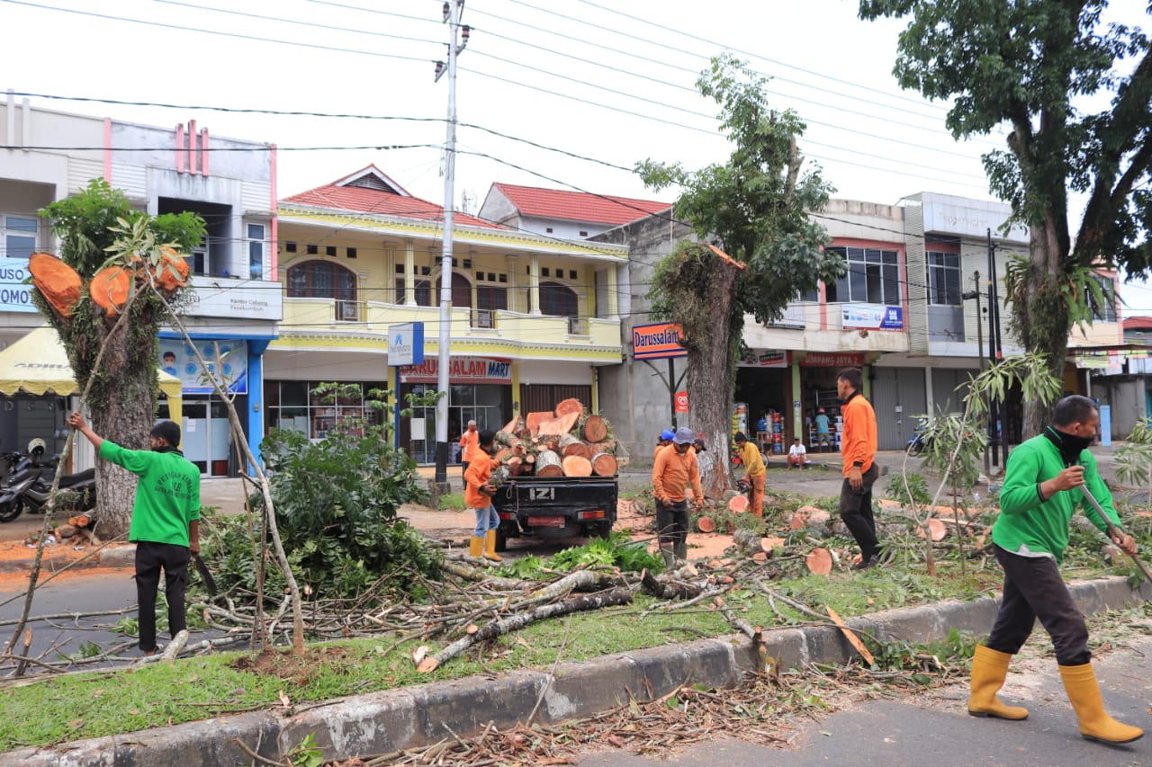 Cuaca Ekstrim, Pemko Tata Pohon Pelindung Yang Berpotensi Tumbang Dan Patah – Beritasumbar.com