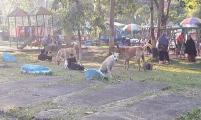 Pengunjung Risih, Anjing Liar Masuki Taman Pagaruyung – Beritasumbar.com