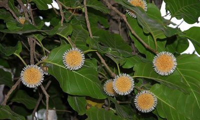 Nauclea Orientalis, Bunga Yang Mirip Virus Corona. – Beritasumbar.com