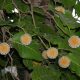 Nauclea Orientalis, Bunga Yang Mirip Virus Corona. – Beritasumbar.com