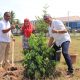 Tambah Keasrian Lingkungan Padang Kaduduak, Payakumbuh Tanam Puluhan Pohon – Beritasumbar.com