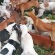 Bantu Petani Atasi Hama Babi, PORBBI kota Payakumbuh Gelar Buru Massal – Beritasumbar.com