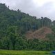 Dugaan Perambahan Hutan, Berdampak Pada Ekosistem Lingkungan – Beritasumbar.com