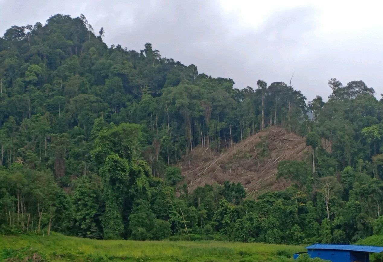 Dugaan Perambahan Hutan, Berdampak Pada Ekosistem Lingkungan – Beritasumbar.com