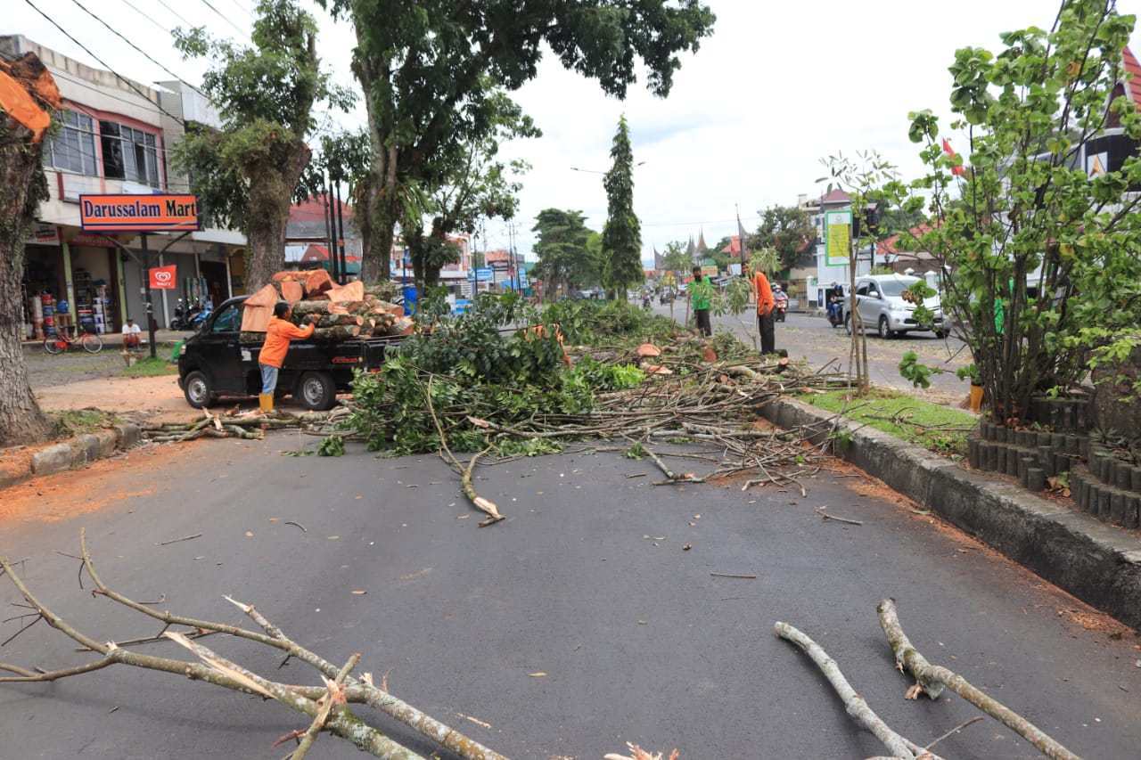 Antisipas Bahaya Dimusim Hujan, DLH Pangkas Ratusan Pohon – Beritasumbar.com