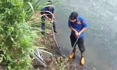 Ular Piton Berukuran Besar Berhasil Dievakuasi Damkar Payakumbuh Di Taman Ratapan Ibu – Beritasumbar.com