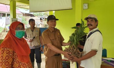 Salurkan Bibit-Pupuk, Pemkab Sijunjung Targetkan Wilayah Transmigrasi Jadi Desa Rempah – Beritasumbar.com